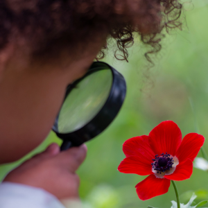 A child holds a magnifying glass and looks at a red flower